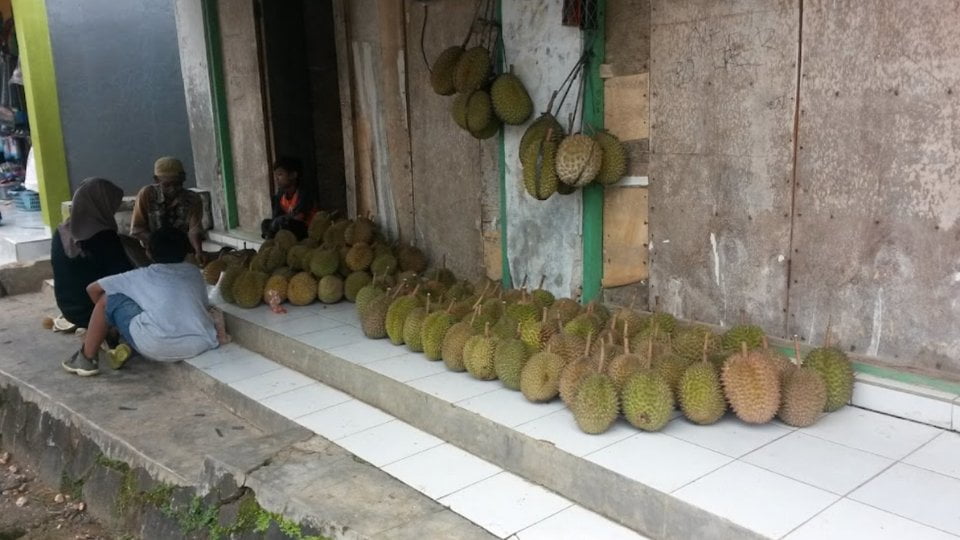 Foto Durian Baduy Wisata Kampung Marengo Baduy Luar